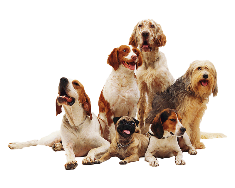 dogs